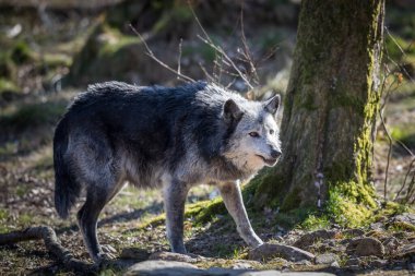 Kış boyunca ormanda Blawk Wolf