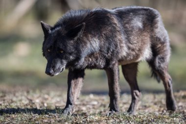 Kış boyunca ormanda Blawk Wolf