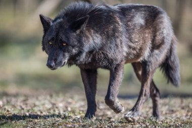 Kış boyunca ormanda Blawk Wolf