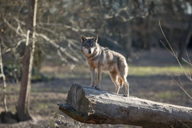 Kış boyunca ormandaki gri kurt