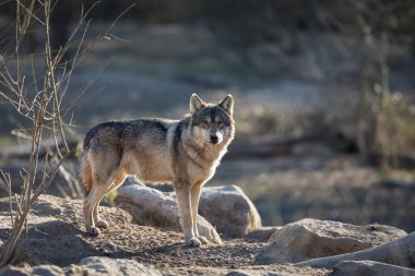 Kış boyunca ormanda kurtların uluması.