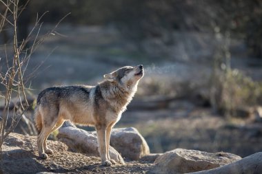 Kış boyunca ormanda kurtların uluması.