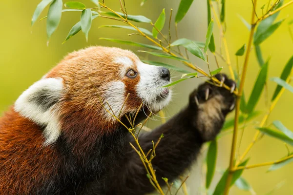 红熊猫在森林里吃竹子 — 图库照片