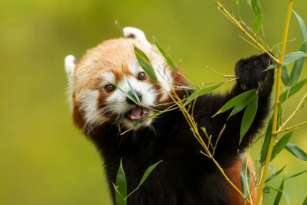 Red Panda Eating Bamboo Forest — Stock Photo, Image