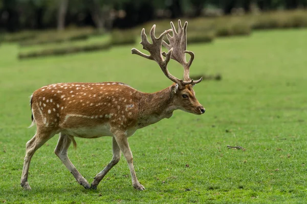草原を歩く鹿の群れ — ストック写真