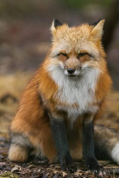 Portrait Renard Roux Dans Forêt — Photo