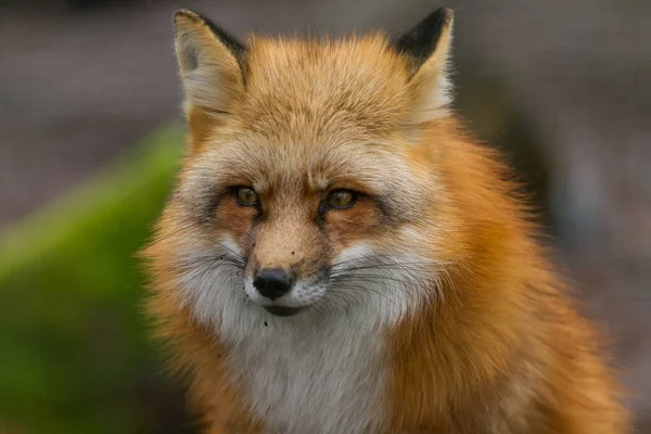 Portret Van Een Rode Vos Het Bos — Stockfoto