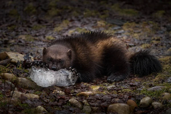 森の中で氷を食べるウルヴァリン — ストック写真