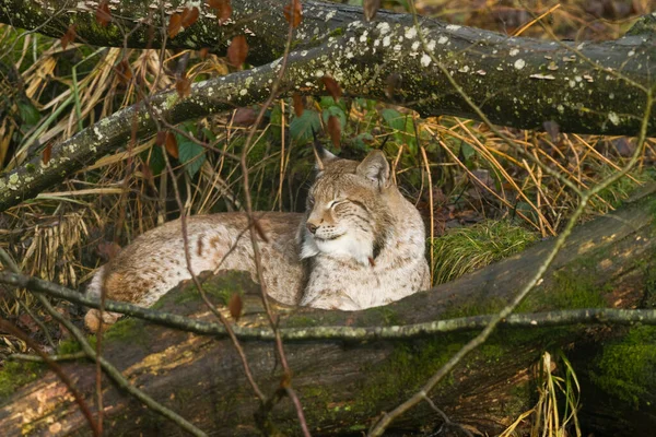 Lynx Durmiendo Bosque —  Fotos de Stock