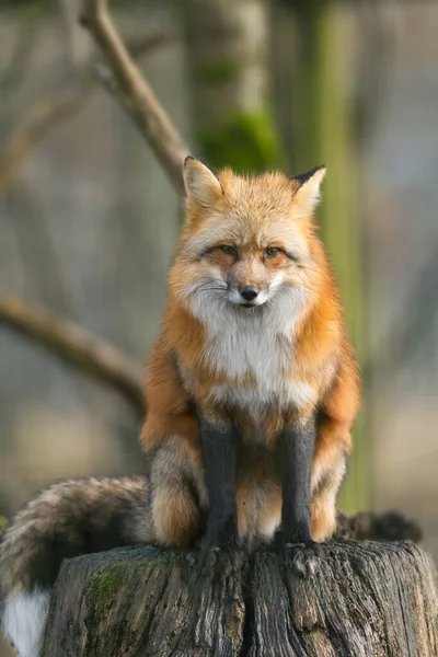 Portrait Renard Roux Dans Forêt — Photo