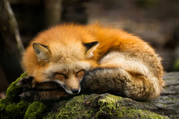 Raposa Vermelha Dormindo Floresta Durante Outono — Fotografia de Stock