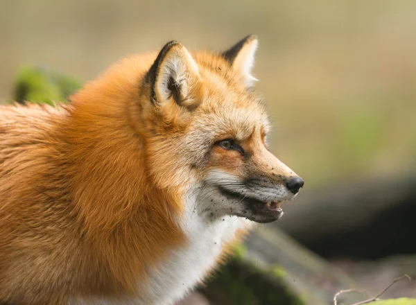 Portrait Renard Roux Dans Forêt Automne — Photo