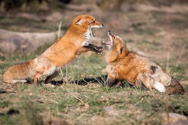 Rotfuchs Kämpft Herbst Wald — Stockfoto