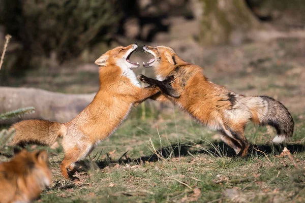 Rotfuchs Kämpft Herbst Wald — Stockfoto