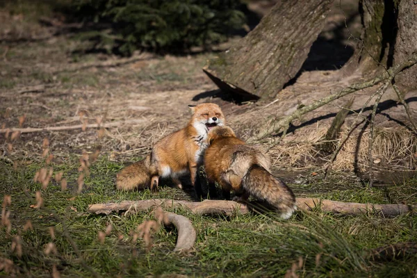 Κόκκινη Αλεπού Παλεύει Στο Δάσος Κατά Διάρκεια Του Χειμώνα — Φωτογραφία Αρχείου