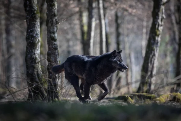 Siyah kurt sonbaharda ormanda koşuyor.