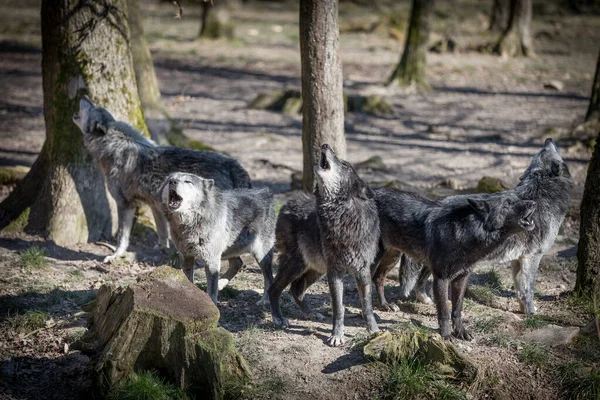 Howling Lupo Famiglia Nero Nella Foresta Durante Autunno — Foto Stock