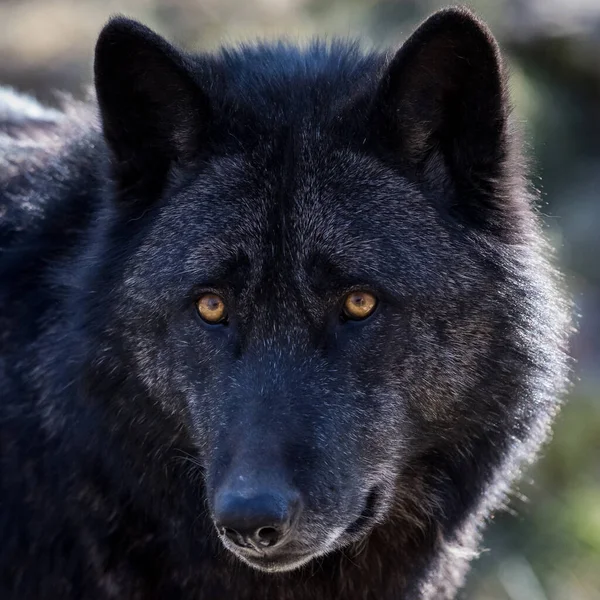 秋天森林里一只黑狼的画像 — 图库照片