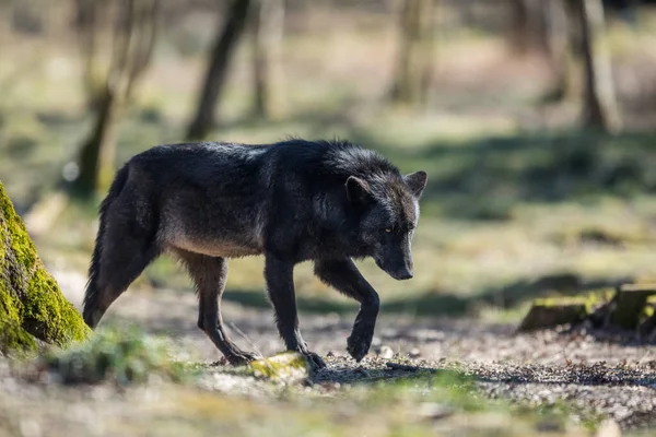 Blawk Wolf Forest Winter — Stock Photo, Image