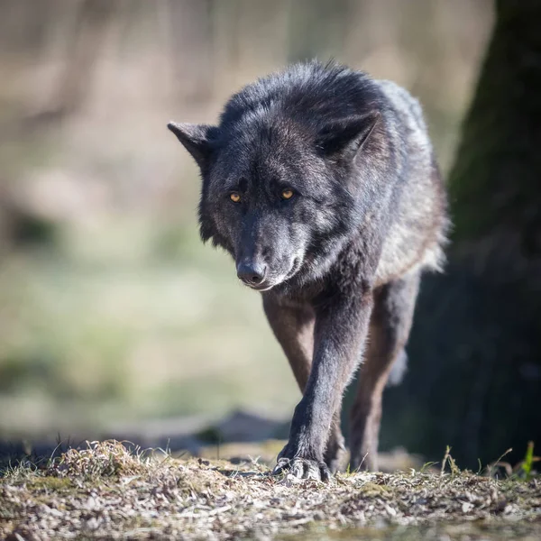 Blawk Λύκος Στο Δάσος Κατά Διάρκεια Του Χειμώνα — Φωτογραφία Αρχείου