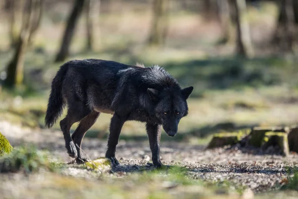 Blawk Wolf Forest Winter — Stock Photo, Image