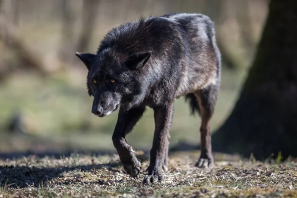 Kış boyunca ormanda Blawk Wolf