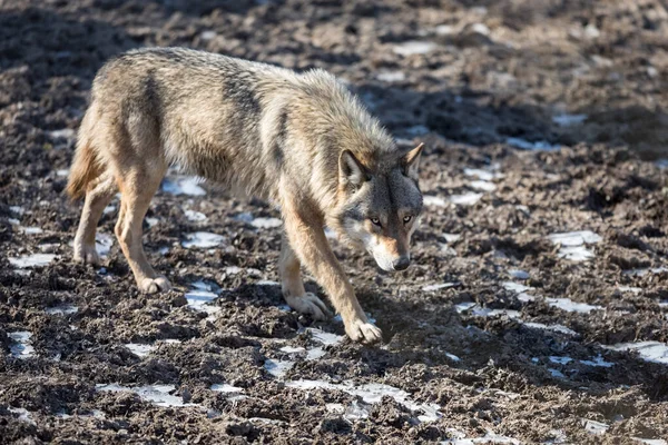 冬天森林里的灰狼 — 图库照片