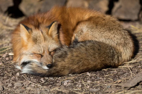 Red Fox Sleeping Forest — Stock Photo, Image