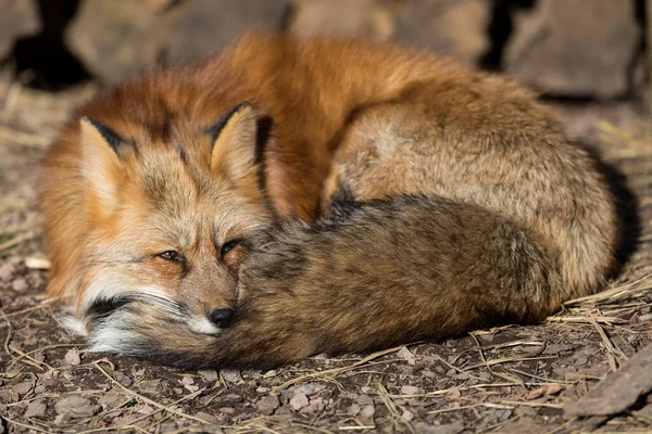 Renard Roux Dormant Dans Forêt — Photo