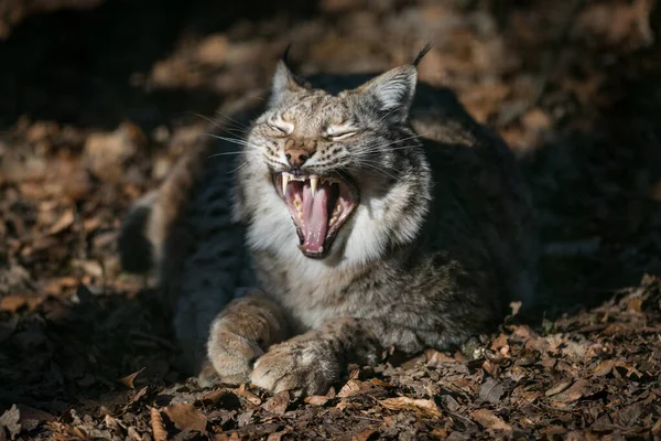 Lynx Het Bos Herfst — Stockfoto