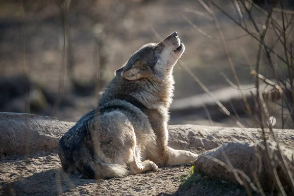 在森林里欢快的狼在冬天啼叫 — 图库照片
