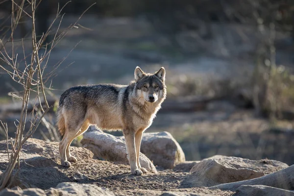 Kış boyunca ormanda kurtların uluması.