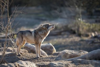 Kış boyunca ormanda kurtların uluması.