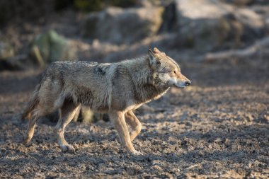 Kış boyunca ormandaki gri kurt