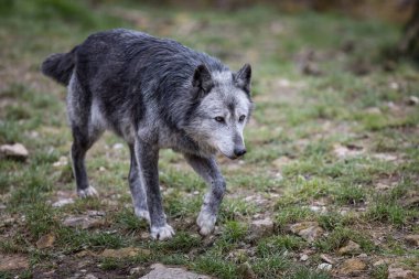 Sonbahar boyunca ormanda siyah kurt