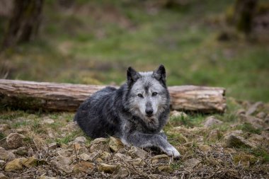 Sonbahar boyunca ormanda siyah kurt 