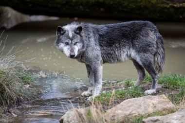 Sonbahar boyunca ormanda siyah kurt 