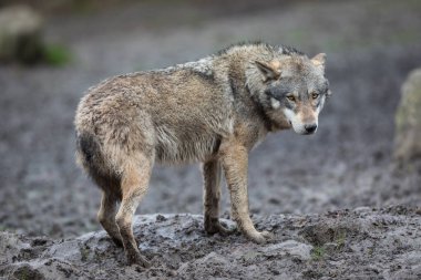 Yağmur sırasında ormandaki gri kurt