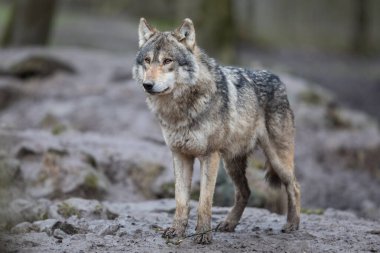 Yağmur sırasında ormandaki gri kurt
