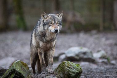 Yağmur sırasında ormandaki gri kurt