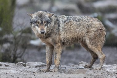Gri kurt ailesi yağmur altında ormanda