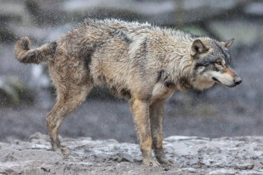 Gri kurt ailesi yağmur altında ormanda
