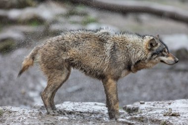 Gri kurt ailesi yağmur altında ormanda
