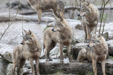 Gri kurt ailesi yağmurun altında