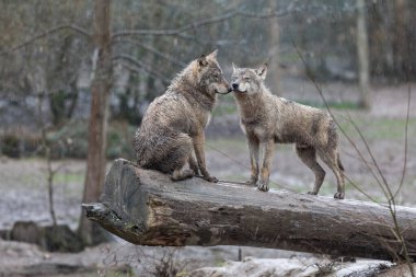Gri kurt ailesi yağmurun altındaki ağaçta