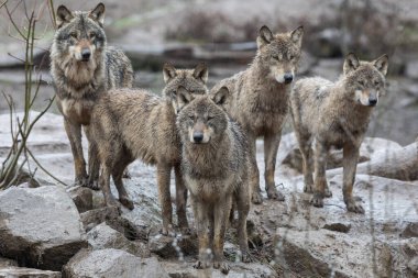 Gri kurt ailesi yağmur altında ormanda