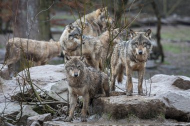 Gri kurt ailesi yağmur altında ormanda