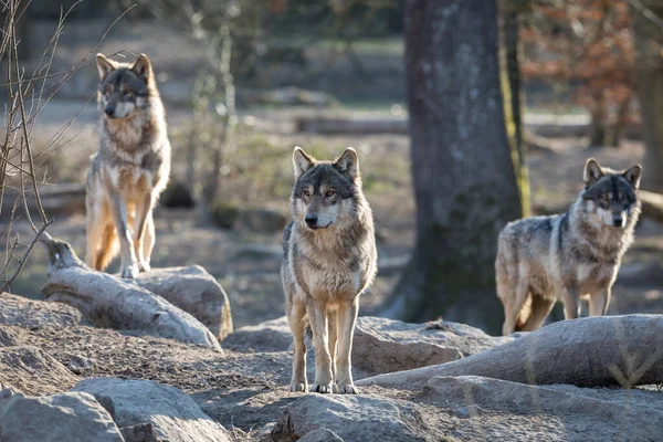 Lobo Gris Bosque Durante Invierno —  Fotos de Stock