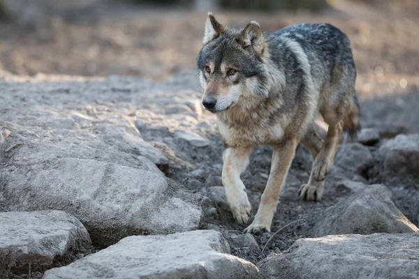 Harmaa Susi Metsässä Talvella — kuvapankkivalokuva