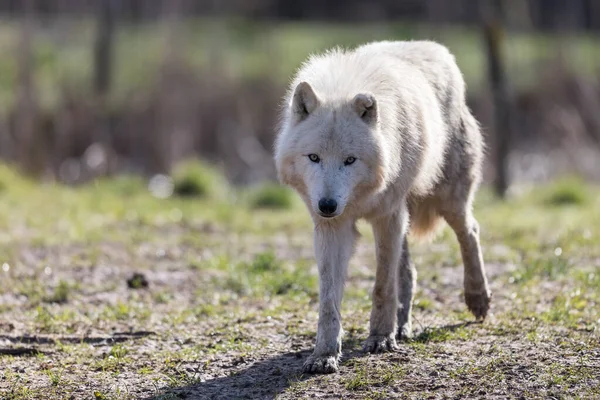 Kış boyunca ormanda beyaz kurt